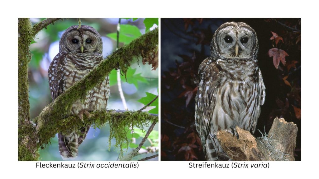 Das Bild zeigt links den Fleckenkauz und rechts denn Streifenkauz.