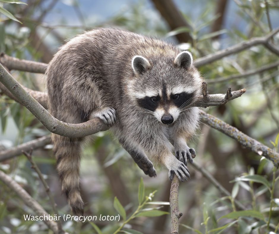 Das Bild zeigt einen Waschbären auf einem Ast sitzend.