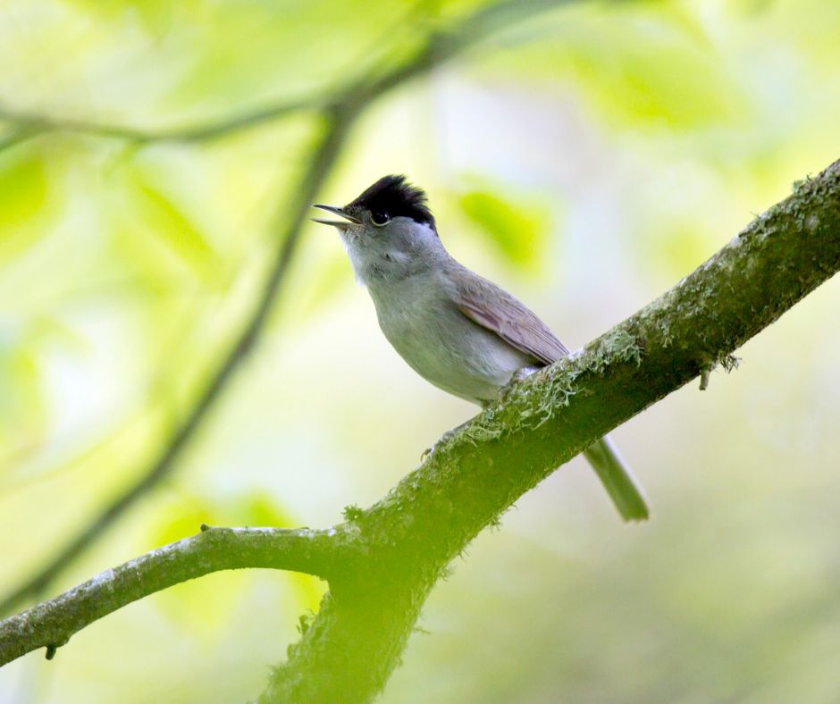 Das Bild zeigt einen Singvogel (Grasmücken) beim Gesang
